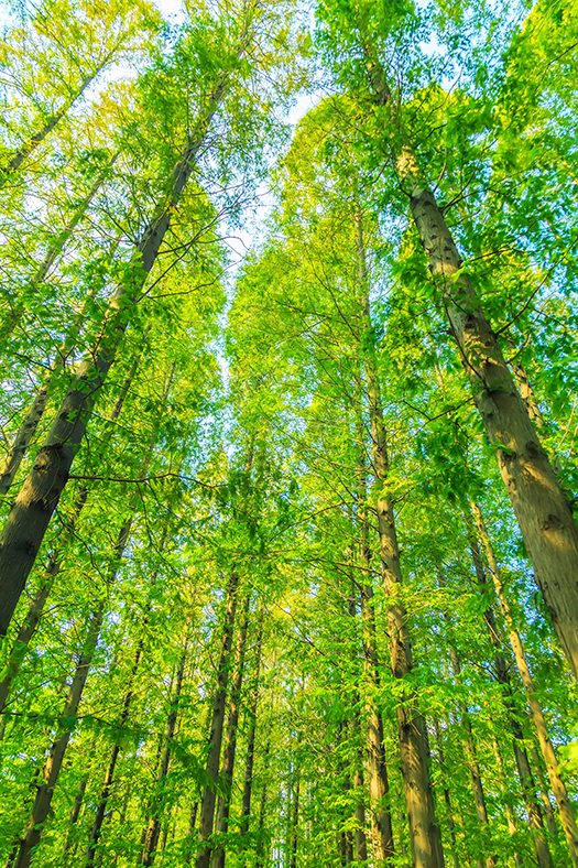 arboles